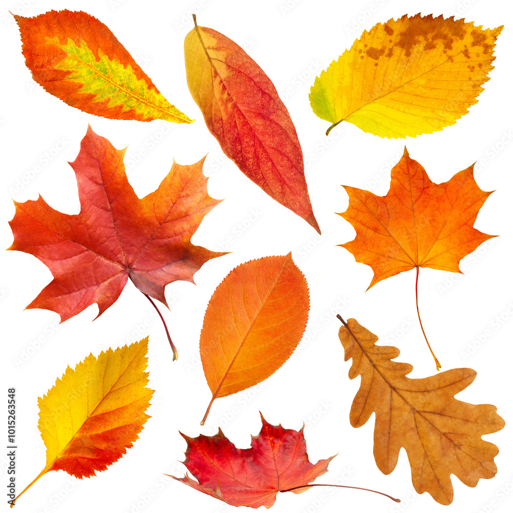 Poster A collection of autumn leaves in various shapes and sizes isolated on white transparent background. The leaves are orange and yellow, and they are scattered across the image. 