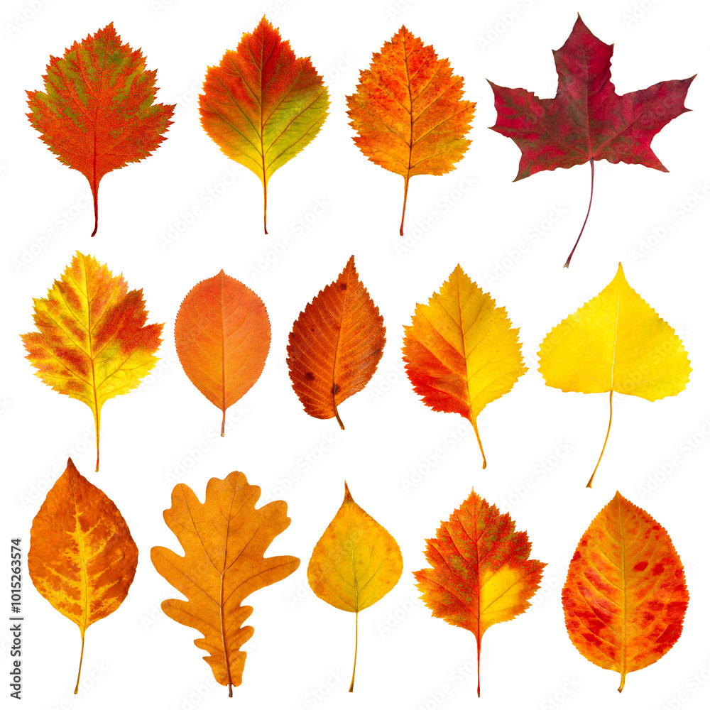 Poster A collection of autumn leaves in various shapes and sizes isolated on white transparent background. The leaves are orange and yellow, and they are scattered across the image.