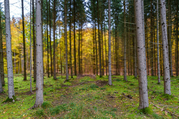 Fototapety na wymiar - Fototapeta24.pl