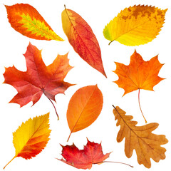 A collection of autumn leaves in various shapes and sizes isolated on white transparent background. The leaves are orange and yellow, and they are scattered across the image. 
