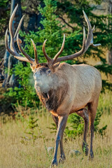 Bull Elk's Breath Becoming a Misty Cloud on a Colo Morning