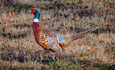 Male Ring-necked Pheasant Walking in Grassy Field
