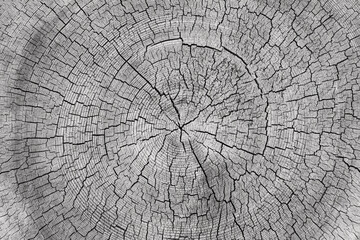 Cut tree trunk, photographed from above