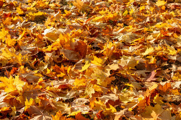 Background of yellow autumn leaves