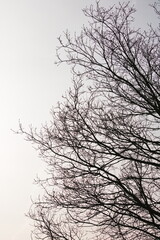 silhouette of a tree