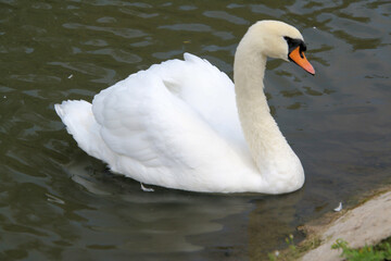 A view of a Mute Swan at Slimbridge Nature Reserve