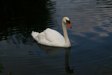 A view of a Mute Swan at Slimbridge Nature Reserve