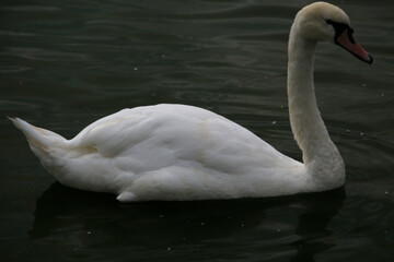 A view of a Mute Swan at Slimbridge Nature Reserve