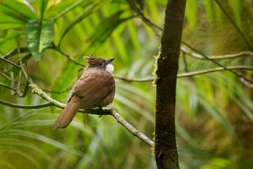 Penan bulbul Alophoixus ruficrissus brown songbird with white throat and small crest in Pycnonotidae found Borneo in mid-storey of broad-leaved evergreen and rainforests up to 1500 metres