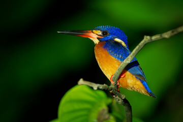 Blue-eared kingfisher Alcedo meninting bird found in Asia, in dense shaded forests, hunts in small streams, Adult males have an all dark bill while females have a reddish lower mandible