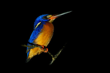 Blue-eared kingfisher Alcedo meninting bird found in Asia, in dense shaded forests, hunts in small streams, Adult males have an all dark bill while females have a reddish lower mandible