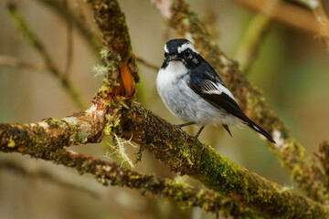 Little pied flycatcher Ficedula westermanni black and white bird in Muscicapidae, found in the...