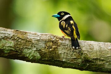 Naklejka premium Black-and-yellow broadbill Eurylaimus ochromalus small bird black head, breastband, white neckband, yellow back and wings, vinous-pink underparts, bright blue beak, native to Indonesia, Malaysia.