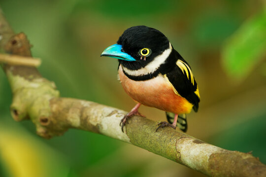 Black-and-yellow broadbill Eurylaimus ochromalus small bird black head, breastband, white neckband, yellow back and wings, vinous-pink underparts, bright blue beak, native to Indonesia, Malaysia.