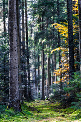 A Serene Forest Pathway that Sparkles with Glimmering Light and Inviting Atmosphere