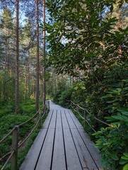 Obraz premium Path in the forest