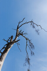 branches against blue sky