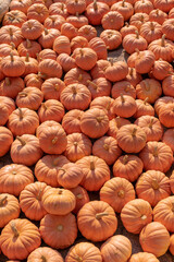 A large number of pumpkins fill the entire frame. The pumpkins vary in size and color, creating a simple yet vibrant autumn composition. Perfect for fall themes.