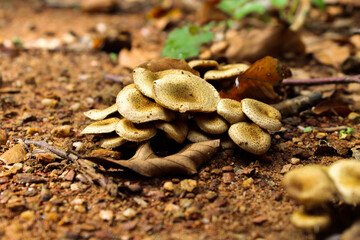 Armilliaria Mellea