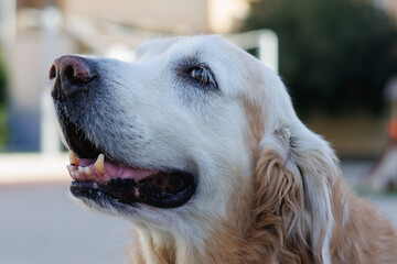 Cara de Richard, perro golden retriever venezolano viviendo en Espa&ntilde;a, Alcoy