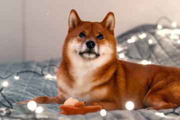 Red dog siba inu on the bed with Christmas garland. New Year lights around the cute dog. New Year's card with a dog. Toy dog hugging