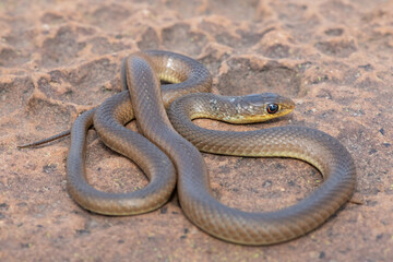 A juvenile short-snouted grass snake (Psammophis brevirostris) in the wild