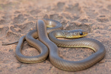 A juvenile short-snouted grass snake (Psammophis brevirostris) in the wild