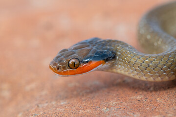Close-up of the beautiful head of a red-lipped herald snake (Crotaphopeltis hotamboeia) 