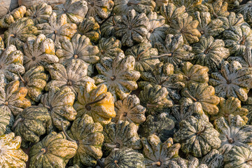 A large number of pumpkins fill the entire frame. The pumpkins vary in size and color, creating a simple yet vibrant autumn composition. Perfect for fall themes.