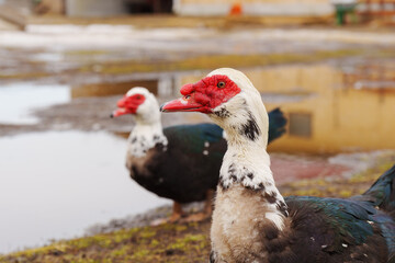 Muscovy duck and a distinctive red face is seen rummaging through the soil at the edge of a puddle.