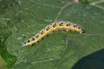 Caterpillar cabbage white butterfly on a green leaf close-up. Cabbage white butterfly (Latin Pieris brassicae) is a diurnal butterfly from the family Pieridae.