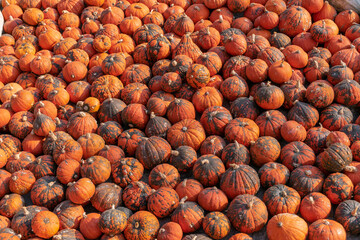 A large number of pumpkins fill the entire frame. The pumpkins vary in size and color, creating a simple yet vibrant autumn composition. Perfect for fall themes.