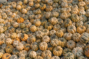 A large number of pumpkins fill the entire frame. The pumpkins vary in size and color, creating a simple yet vibrant autumn composition. Perfect for fall themes.