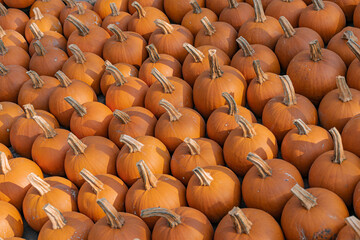A large number of pumpkins fill the entire frame. The pumpkins vary in size and color, creating a simple yet vibrant autumn composition. Perfect for fall themes.