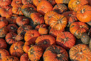 A large number of pumpkins fill the entire frame. The pumpkins vary in size and color, creating a simple yet vibrant autumn composition. Perfect for fall themes.