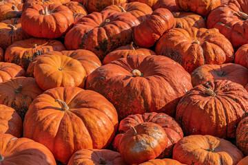 A large number of pumpkins fill the entire frame. The pumpkins vary in size and color, creating a simple yet vibrant autumn composition. Perfect for fall themes.