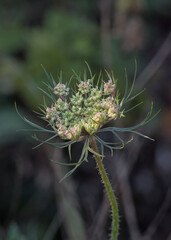 The beauty of the wild carrot