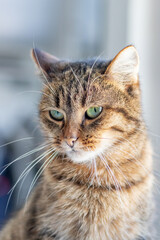 tabby brown cat close up near the window