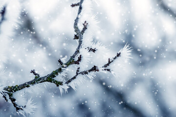 frost covered tree branches in garden in winter during snowfall