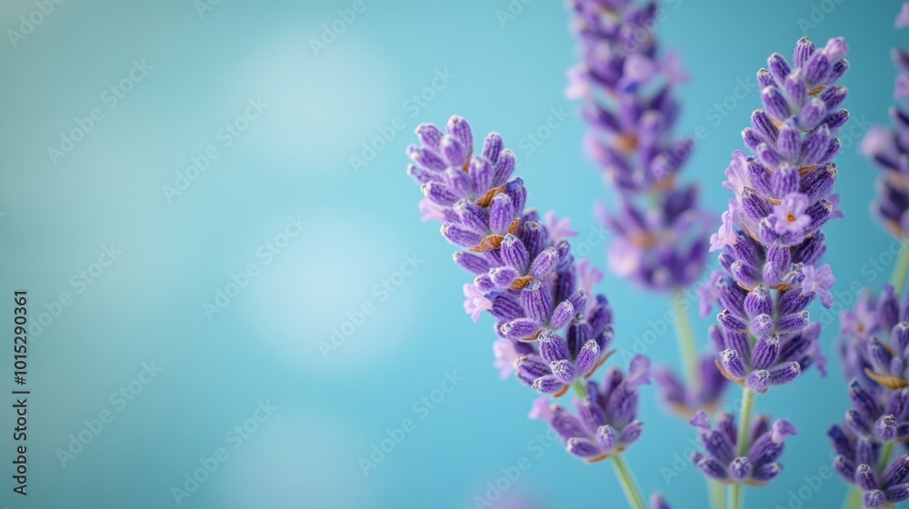 Poster Purple Lavender Flowers with a Blue Background