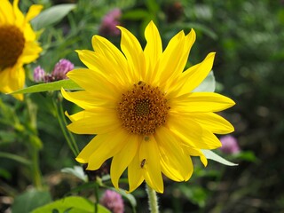 Sonnenblumen auf einer Wildblumen Wiese 