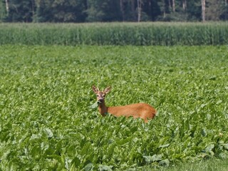 Reh (Capreolus capreolus) in einem Feld