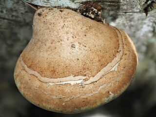 Pilz im Wald als Makro mit unscharfem Hintergrund