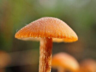 Pilz im Wald als Makro mit unscharfem Hintergrund