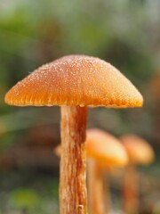Pilz im Wald als Makro mit unscharfem Hintergrund