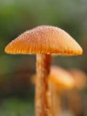 Pilz im Wald als Makro mit unscharfem Hintergrund