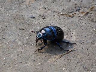 Makroaufnahme eines Waldmistkäfers (Anoplotrupes stercorosus)