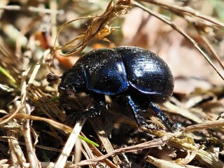Makroaufnahme eines Waldmistkäfers (Anoplotrupes stercorosus)