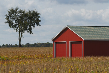 Obraz premium A vibrant red barn and single tree stand in a wheat field.