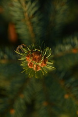 short needles of a coniferous tree close-up on a green background, texture of needles of a Christmas tree close-up, blue pine branches, texture of pine needles, green branches of a pine tree close-up